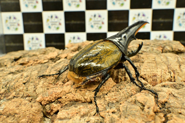 ヘラクレス ヘラクレス　極太極短系統　♂単品 118mm　B品