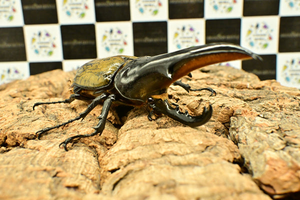 ヘラクレス ヘラクレス　極太極短系統　♂単品 118mm　B品