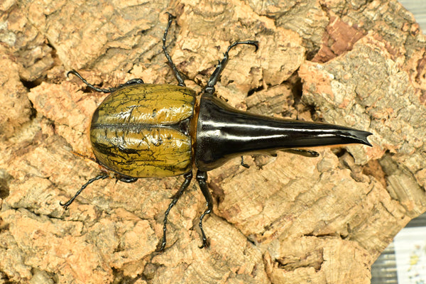 ヘラクレス ヘラクレス　極太極短系統　♂単品 118mm　B品