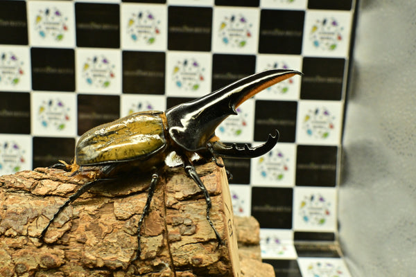 ヘラクレス ヘラクレス　極太極短系統　♂単品 118mm　B品