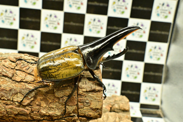 ヘラクレス ヘラクレス　極太極短系統　♂単品 118mm　B品