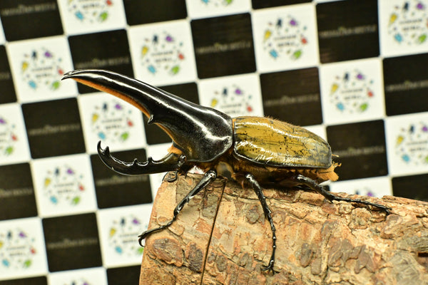 ヘラクレス ヘラクレス　極太極短系統　♂単品 118mm　B品