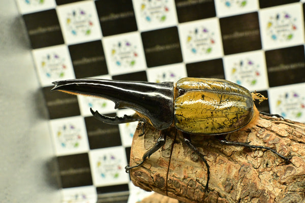 ヘラクレス ヘラクレス　極太極短系統　♂単品 118mm　B品