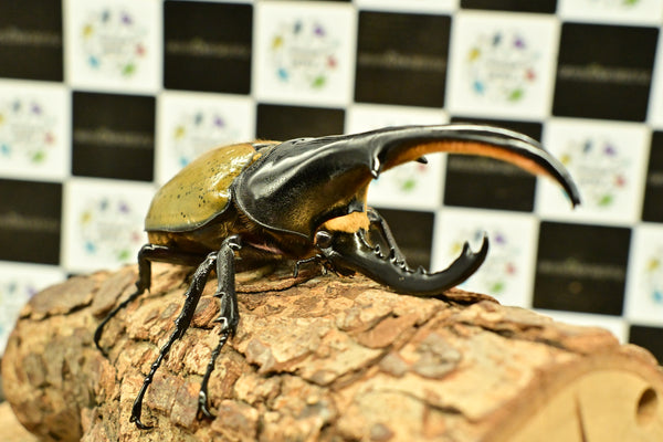 ヘラクレス ヘラクレス　WF3  ♂124ｍｍ～128ｍｍ