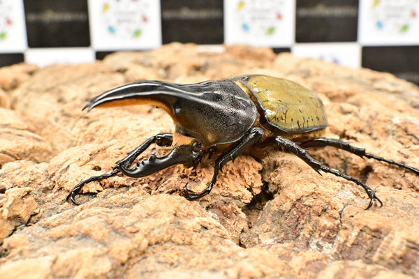 ヘラクレス ヘラクレス　極太極短系統　♂単品 90mm