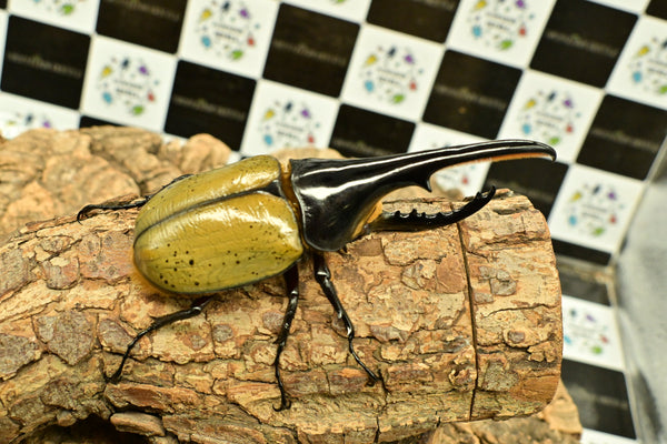 ヘラクレス ヘラクレス　WF3  ♂124ｍｍ～128ｍｍ