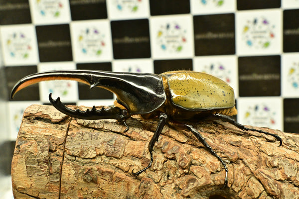 ヘラクレス ヘラクレス　WF3  ♂124ｍｍ～128ｍｍ