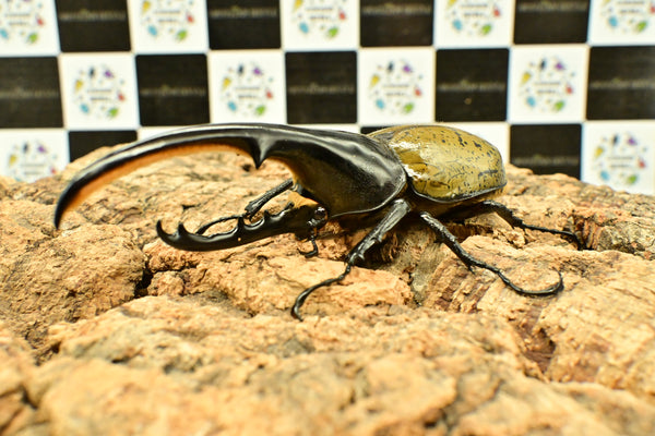 ヘラクレス ヘラクレス　WF3  ♂124ｍｍ～128ｍｍ