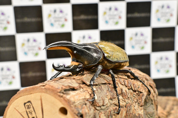 ヘラクレス ヘラクレス　極太極短系統　♂単品 90mm