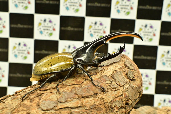 ヘラクレス ヘラクレス　WF3  ♂124ｍｍ～128ｍｍ