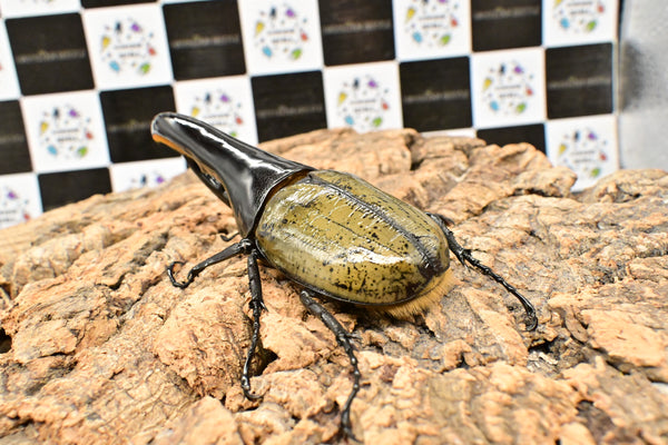 ヘラクレス ヘラクレス　極太極短系統　♂単品 121mm