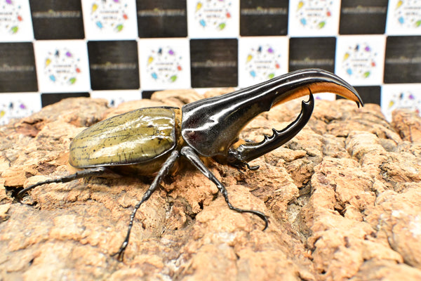 ヘラクレス ヘラクレス　極太極短系統　♂単品 121mm
