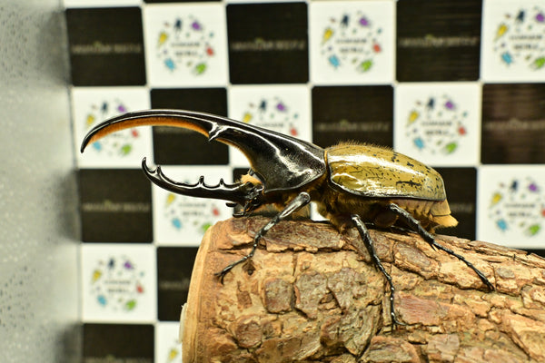 ヘラクレス ヘラクレス　WF3  ♂124ｍｍ～128ｍｍ