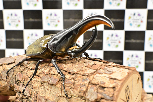 ヘラクレス ヘラクレス　極太極短系統　♂単品 121mm