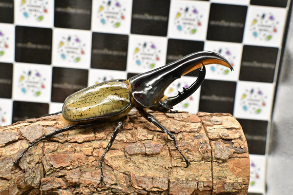 ヘラクレス ヘラクレス　極太極短系統　♂単品 121mm