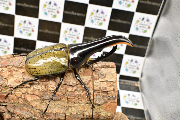 ヘラクレス ヘラクレス　極太極短系統　♂単品 121mm