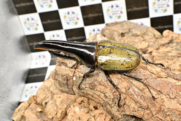 ヘラクレス ヘラクレス　極太極短系統　♂単品 121mm