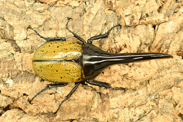 ヘラクレス ヘラクレス　WF3  ♂124ｍｍ～128ｍｍ