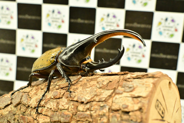 ヘラクレス ヘラクレス　WF3  ♂124ｍｍ～128ｍｍ