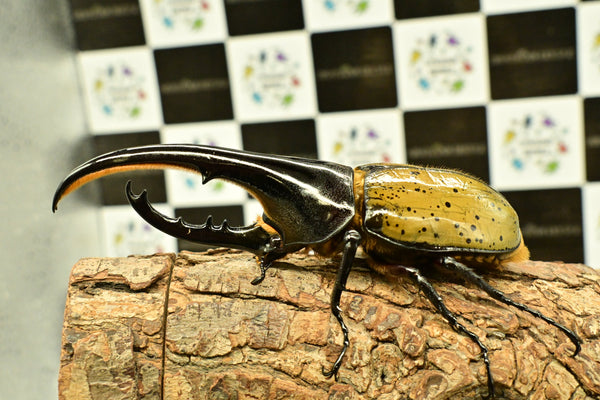 ヘラクレス ヘラクレス　WF3  ♂124ｍｍ～128ｍｍ