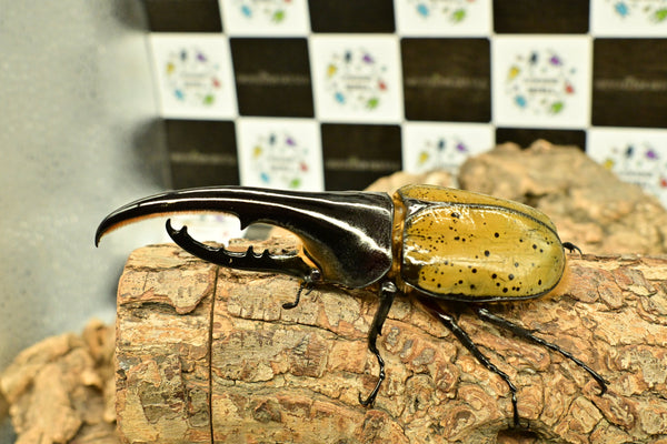 ヘラクレス ヘラクレス　WF3  ♂124ｍｍ～128ｍｍ