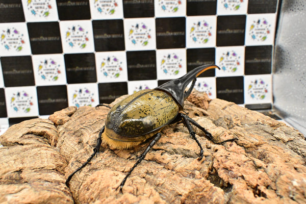 ヘラクレス ヘラクレス　WF3  ♂153ｍｍ 　