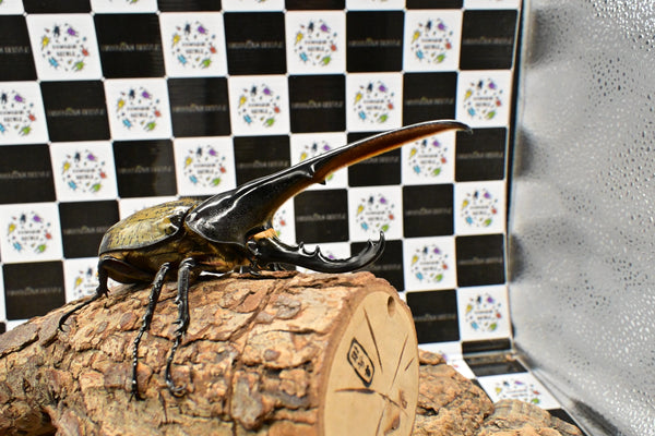 ヘラクレス ヘラクレス　WF3  ♂153ｍｍ 　