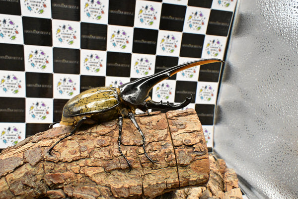 ヘラクレス ヘラクレス　WF3  ♂153ｍｍ 　