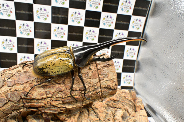 ヘラクレス ヘラクレス　WF3  ♂153ｍｍ 　