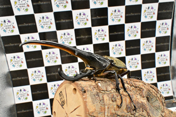 ヘラクレス ヘラクレス　WF3  ♂153ｍｍ 　