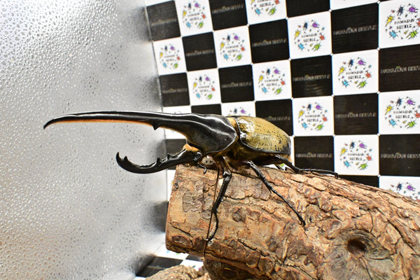 ヘラクレス ヘラクレス　WF3  ♂153ｍｍ 　