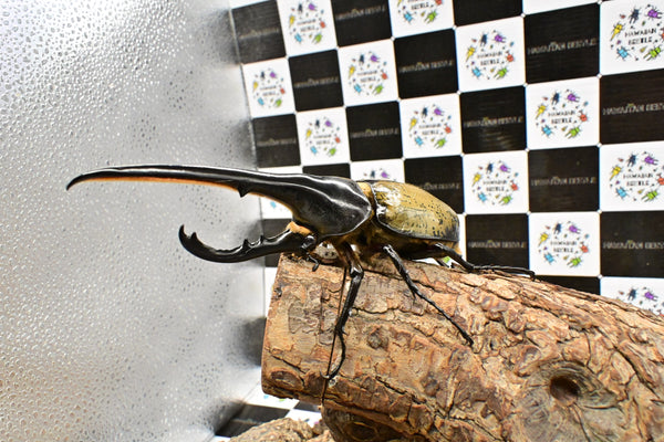 ヘラクレス ヘラクレス　WF3  ♂153ｍｍ 　