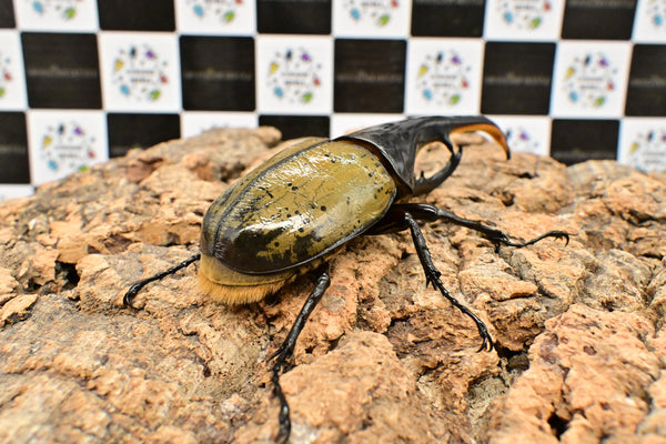 ヘラクレス ヘラクレス　WF3  ♂130ｍｍ～136ｍｍ