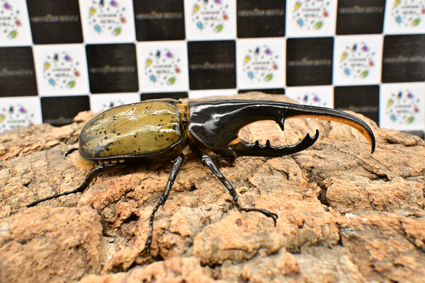 ヘラクレス ヘラクレス　WF3  ♂130ｍｍ～136ｍｍ