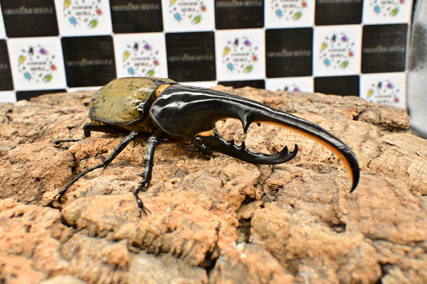 ヘラクレス ヘラクレス　WF3  ♂130ｍｍ～136ｍｍ