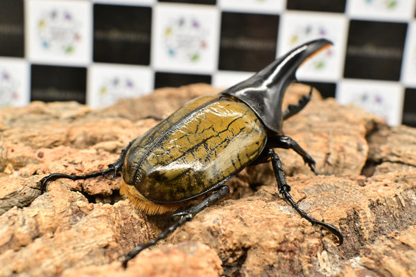 ヘラクレス ヘラクレス　極太極短系統　♂単品 103mm