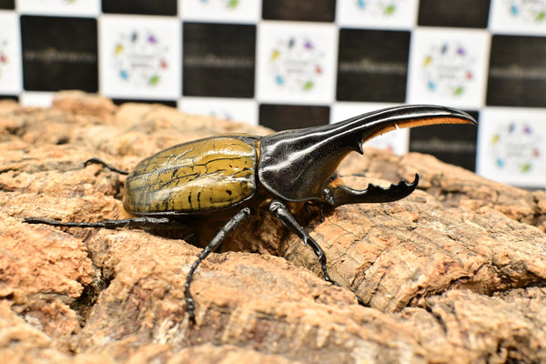 ヘラクレス ヘラクレス　極太極短系統　♂単品 103mm