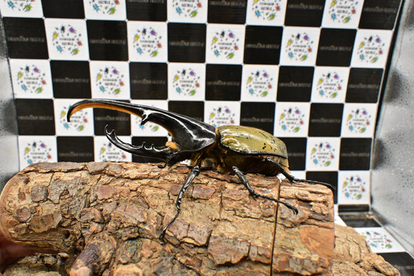 ヘラクレス ヘラクレス　WF3  ♂130ｍｍ～136ｍｍ