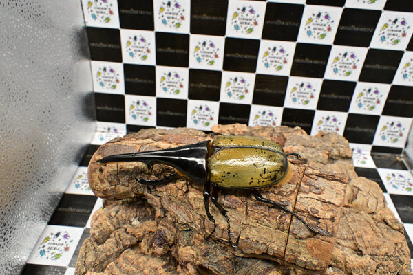 ヘラクレス ヘラクレス　WF3  ♂130ｍｍ～136ｍｍ