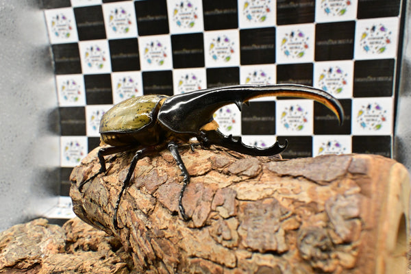 ヘラクレス ヘラクレス　WF3  ♂130ｍｍ～136ｍｍ