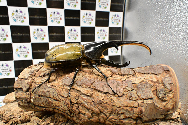 ヘラクレス ヘラクレス　WF3  ♂130ｍｍ～136ｍｍ