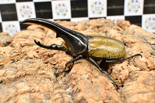 ヘラクレス ヘラクレス　極太極短系統　♂単品 112mm