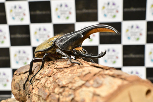 ヘラクレス ヘラクレス　極太極短系統　♂単品 112mm
