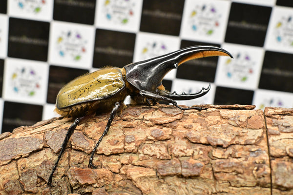 ヘラクレス ヘラクレス　極太極短系統　♂単品 112mm