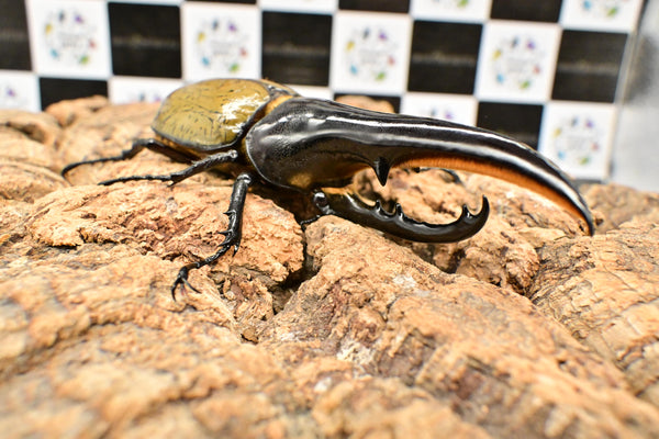 ヘラクレス ヘラクレス　極太極短系統　♂単品 128mm