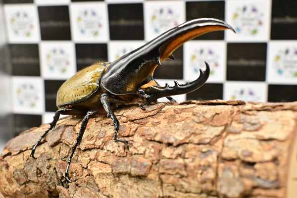ヘラクレス ヘラクレス　極太極短系統　♂単品 128mm