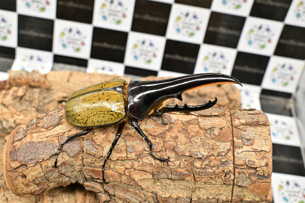 ヘラクレス ヘラクレス　極太極短系統　♂単品 128mm