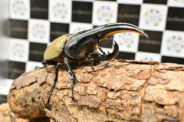 ヘラクレス ヘラクレス　極太極短系統　♂単品 127mm