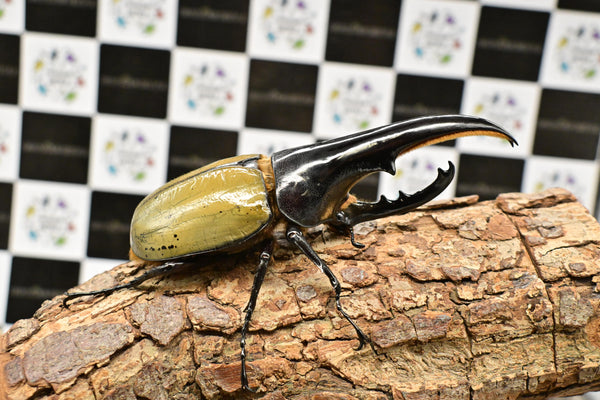 ヘラクレス ヘラクレス　極太極短系統　♂単品 127mm