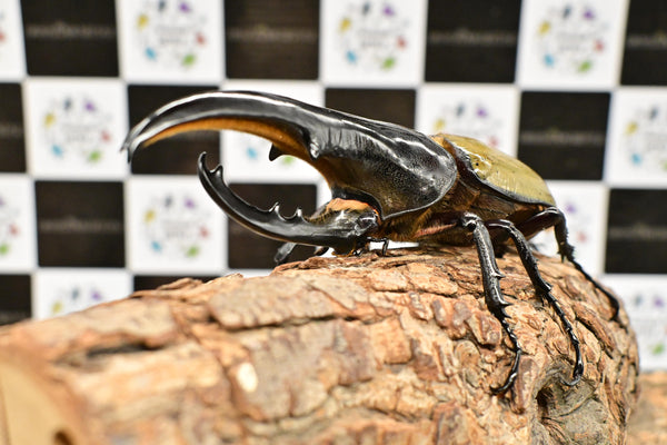 ヘラクレス ヘラクレス　極太極短系統　♂単品 127mm